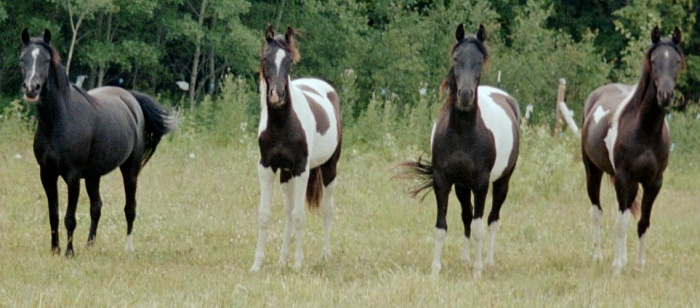 BL Khemos Miracle, BL Dakota Firefly, BL Dakota Oreo, BL Dakota Chips