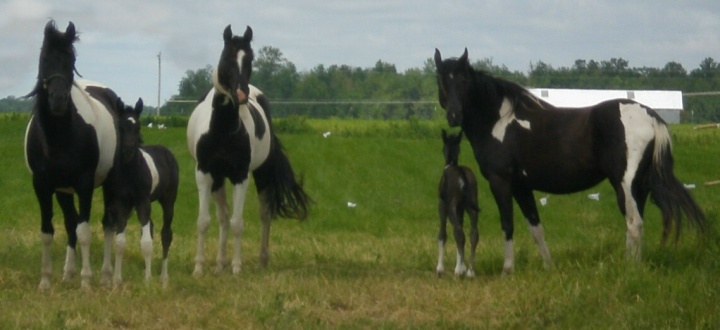 BL Dakota Oreo, BL Nikodealistar, BL Dakota Firefly, 

BL Dakota Chips